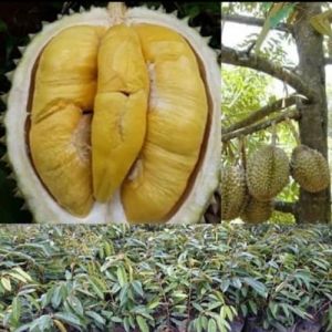 Bibit Durian Musangking Kaki 3 Unggul