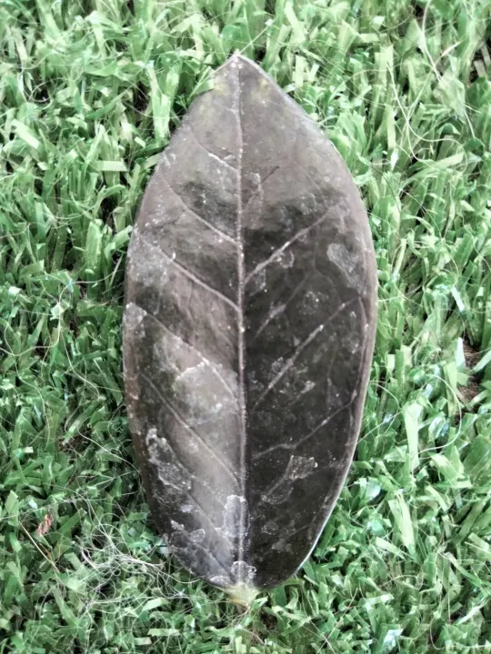 กวักมรกตดำ ใบสด (ขั้นต่ำ 3 ใบ) ไม้ฟอกอากาศ