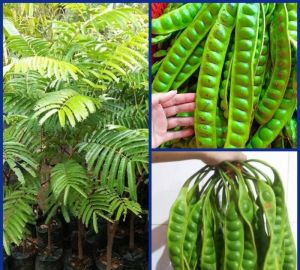 Bibit Pete Jumbo Tanaman Petai Super Okulasi Cepat Berbuah