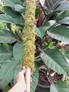 Trụ rêu giữ ẩm 130cmk.mãi kẹp giữ cây. Đã giặt khử trùng