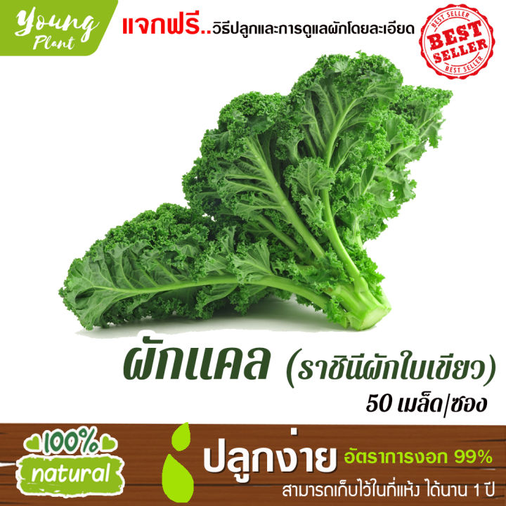 เมล็ดพันธุ์แคล ราชินีผักใบเขียว อัตราการงอกสูง