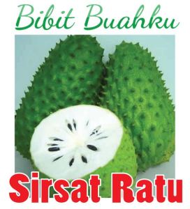 BIBIT TANAMAN SIRSAK RATU JUMBO 🌱Sirsak Ratu Adalah Jenis Sirsak Yang Rasanya Manis Asam Menyegarkan Lengket Di LidahBijinya Pipih Serta Sedikit.Sirsak Madu Nemiliki Keunggulan Dalam Bentuk Vuah Yang Cukup Vesar (Hingga 1.2Kg) Silahkan Cekout