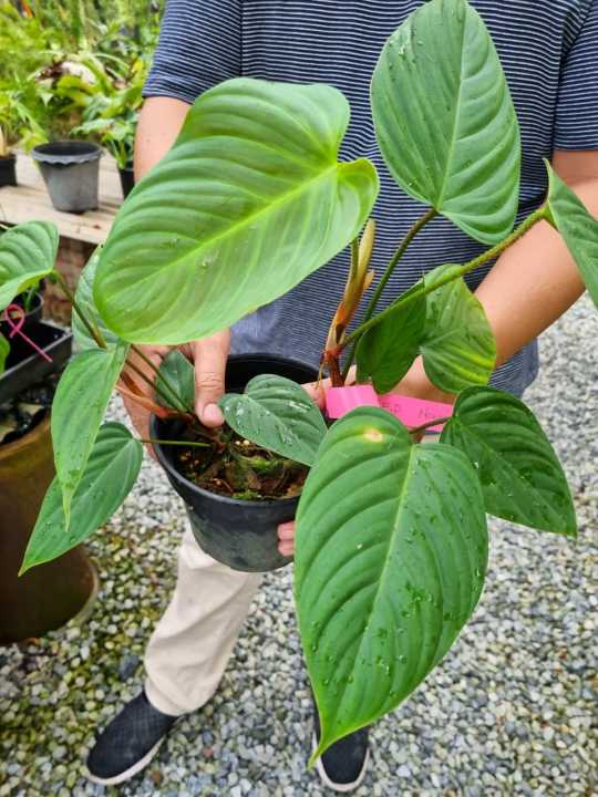 Philodendron Fuzzy Petiole Nangaritense (Double head) | Lazada