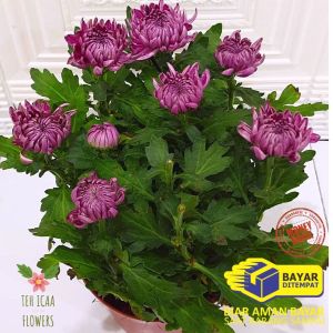 [ BARU 1 POT JUMBO ] Tanaman Hias Hidup Bunga Krisan Aster Tanaman Bunga Hidup Seruni 1 POT BUNGA ASTER WARNA WARNI BUNGA ASTER MURAH BUNGA ASTER HIDUP BUNGA ASTER BATIK BUNGA ASTER MERAH BUNGA ASTER TANAMAN SERUNI KRISAN ASTER 6 POHON SUPER GRADE A