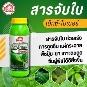 เอ็กซ์ไบเดอร์ - สารจับใบคุณภาพสูงแบบดูดซึม ช่วยเพิ่มการกระจายตัวของสารบนผิวใบพืช สารจับใบ ดูดซึม แผ่กระจาย ติดใบ เพิ่มประสิทธิภาพปุ๋ยยา และการดูดซึมเข้าสู่พืชไว