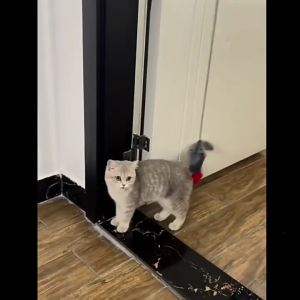 Elastic Hanging Mouse Cats Toy 2Pieces Squeaky Sound Cats Plush Mouse Toy Engaging Door Frame Entertainment Cats Teaser Toy