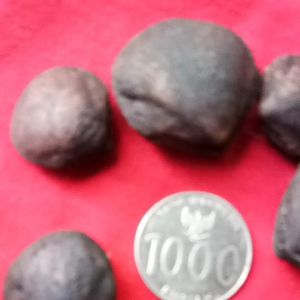 BATU FOSIL KIJING/KERANG BUNTET