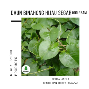 Daun Binahong Hijau Segar 500 gram Basah Fresh Obat Herbal Minahong