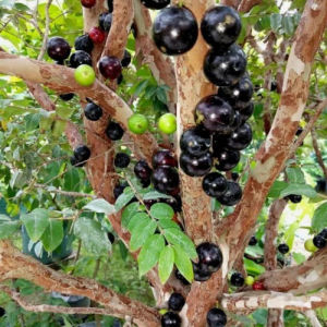 Anggur Pohon Indukan Batang Besar (Cocok Ditaruh Pot)