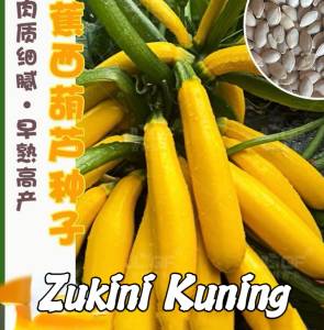 Benih Zukini Kuning(10 Seeds)/香蕉西葫芦籽/Yellow Zucchini Seeds