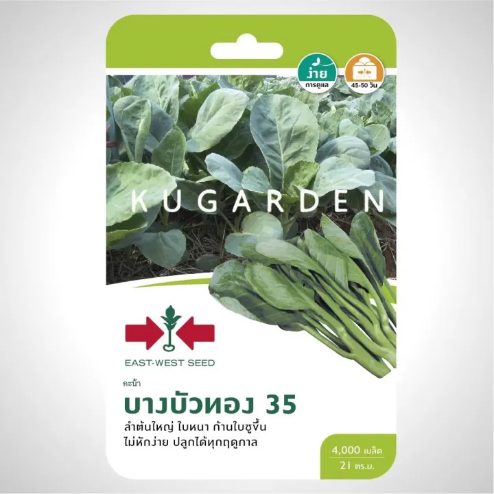 เมล็ดพันธุ์คะน้า บางบัวทอง SD/F1-003 ศรแดง ลำต้นใหญ่ ใบหนา ปลูกได้ทุกฤดู