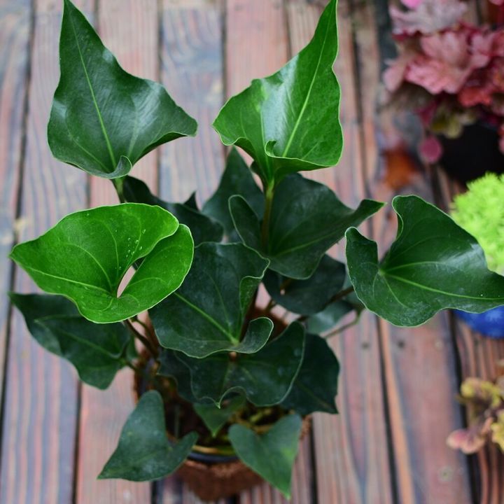 is a monstera a philodendron monstera deliciosa philodendron (swiss cheese plant)
