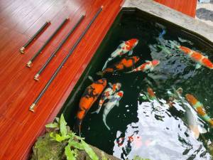 แท่งออกซิเจนบ่อปลาและตู้ปลาเกรด Premium P&N Oxy Pure 1 เมตร