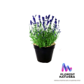 tanaman Lavender english lavandula asli daun harum. 