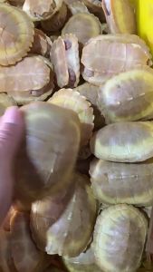 白巴龟变异白巴变异巴西龟白化巴西龟观赏深水龟红眼白巴变异小龟