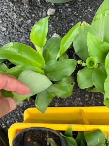 Anak pokok Cekur /KencurSand Ginger Baby Plant/ 沙姜幼苗/Kaempferia Galanga free sampel baja organik