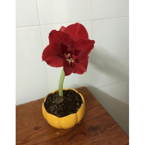 C%E1%BB%A7%20gi%E1%BB%91ng%20hoa%20lan%20hu%E1%BB%87%20%C4%91%E1%BB%8F%20nhung%20-%201%20c%E1%BB%A7%20-%20Image%202