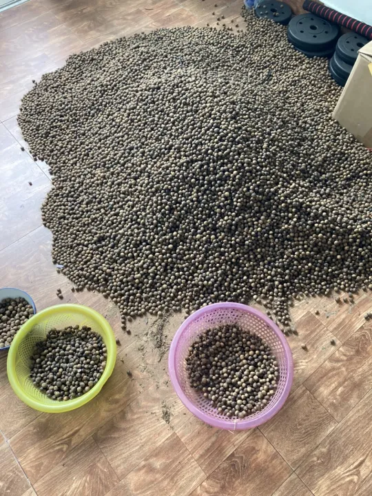 H%E1%BA%A1t%20d%E1%BA%BB%20th%C3%B3c/%20h%E1%BA%A1t%20d%E1%BA%BB%20r%E1%BB%ABng%20nh%E1%BB%8F%20lo%E1%BA%A1i%201/%20chu%E1%BA%A9n%20v%E1%BB%8B%20n%C3%BAi%20r%E1%BB%ABng/mini%20d%E1%BA%BB/1kg%20-%20Image%207