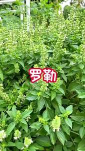 Nine-Layer Tower Potted Basil Edible Sweet Vegetable Herb Jinbuhuan Balcony Garden Vegetable Potted Plant