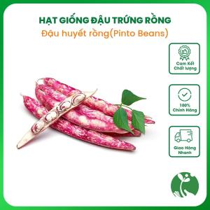 Hạt giống Đậu trứng rồng (Đậu cúc Đậu huyết rồng) Pinto beans Gói 5gr khoảng 10 hạt - Nội địa Trung