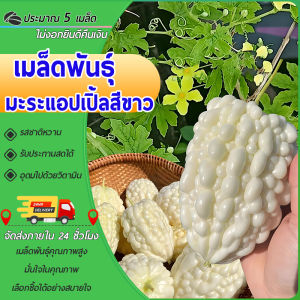5 เมล็ดเมล็ดพันธุ์มะระแอปเปิ้ล เมล็ดมะระหวานญี่ปุ่น มะระหัวใจ สีขาว สีเขียว มะระไต้หวัน เนื้อฟูหนา