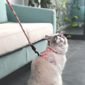 สายจูงสูงสำหรับผู้ใช้กับความรัก สายจูงแมว สีดำ 1.5M ปรับใช้สำหรับสุนัข