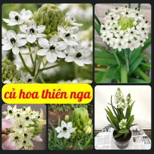 Củ hoa thiên nga hoa mắt ngọc (củ to có mầm sẵn nhanh ra hoa)1củ