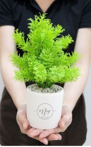 Cây giả - Chậu cây rong cụm đuôi chồn cao 20cm