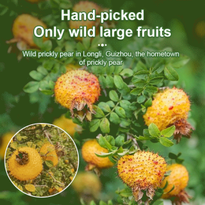 Dried Prickly Pear Fruits