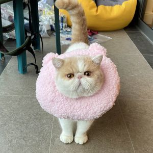 MAOMEI 1 cái Mềm Chống bám Vải nhung lông Có thể điều chỉnh Đồ dùng cho thú cưng Cổ áo Elizabeth Vòng cổ phục hồi cho mèo Vòng cổ vết thương Nón bảo vệ cổ
