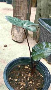 บอนสบู่เลือด สูง 30 ซม. กระถางดำ 6" รากแน่นๆ ต้นแข็งแรงมาก