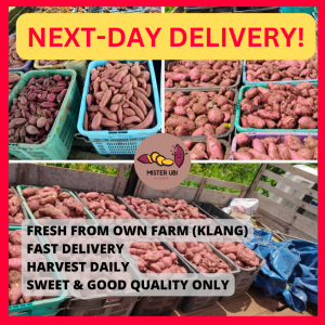 [NEXT DAY DELIVERY] 5kg Japanese Sweet Potato l Ubi Keledek Madu 🍠 日本番薯红薯 Japanese Indonesia Sweet Potato KLANG HARVESTDAILY