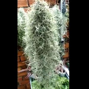 Cây không khí Tillandsia usneoides Chùm to như hình trang trí tạo cảnh quan xanh mát lọc khí cây không khí tóc tiên