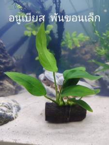 อนูเบียสพันขอนจิ๋ว ไม้น้ำ แต่งตู้ปลา หรือ อ่างบัว ปลูกง่าย เขียวสด โตเร็ว พร้อมปลูก