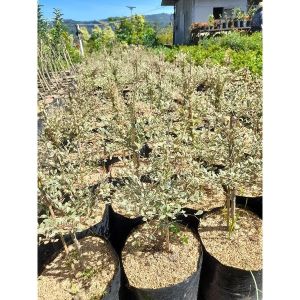 Variegated Sea Almond Tree / 斑叶海杏树 / Ketapang Kencana Varigata / चितकबरा कटप्पा पेड़ (Singapore: Variegated Ketapang) –