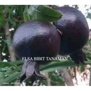 BIBIT DELIMA HITAM SUPER (beli 5 gratis 1)