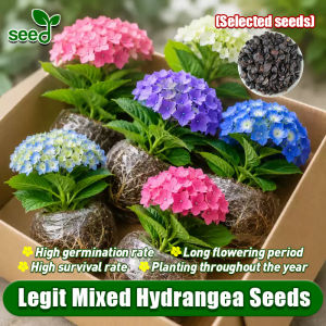 100% Authentic Mixed Hydrangea Seeds Flower Seeds for Planting Flowers (Fast Growing Seeds 45pcs) Bonsai Flowering Plants Seeds Hydrangea Live Plant Balcony Potted Live Plants for Sale Indoor and Outdoor Real Plants Easy To Grow Seed Buto Ng Bulaklak