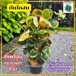 ต้นโกสน ส่งพร้อมกระถางดำ ขนาด 8 นิ้ว ฟอร์มต้นสวย เสริมโชคลาภ ต้นเรียกทรัพย์