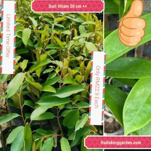 Black Thorn Bush Seedlings Berries Seeds 1.8 Feet Outdoor Garden Plants