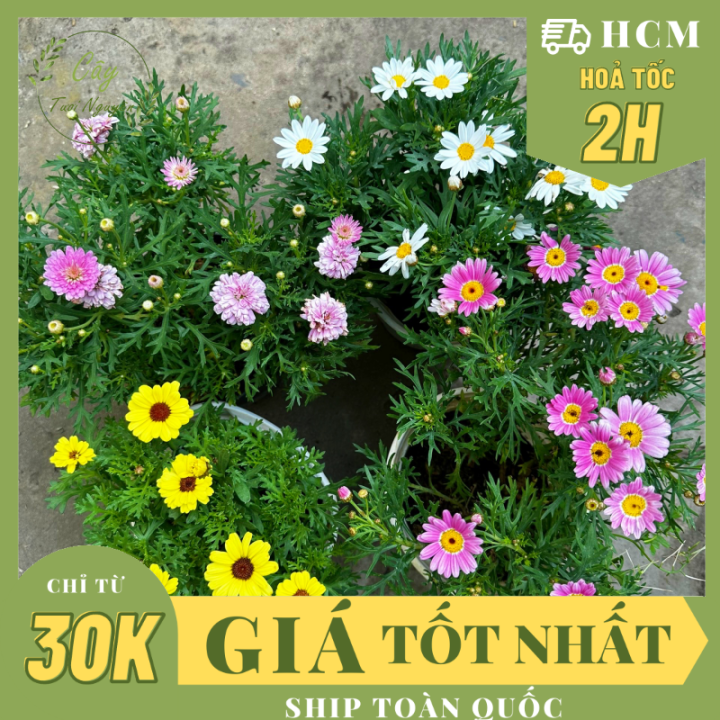 [CHỈ GIAO HCM] CHẬU CÚC HOẠ MI thân gỗ, cây trồng chậu nhựa phát triển ...