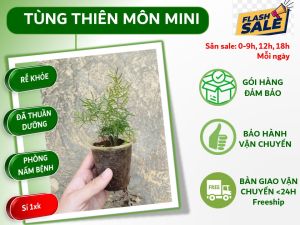 Tùng thiên môn làm tiểu cảnh terrarium bán cạn non bộ chậu cây trang trí.