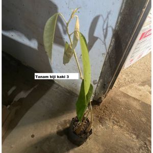 Bibit Durian Ochee Super