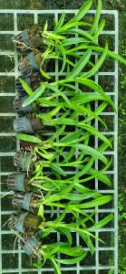 HOA LAN NẮNG THƠM PENSODA XƯA CÂY GIỐNG 7-12CM