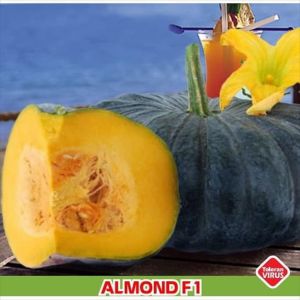 8 BUTIR BIJI | BENIH TANAMAN LABU ALMOND F1