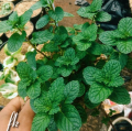 Tanaman Herbal Daun Mint / Pohon Mint / Pohon Daun Mint. 