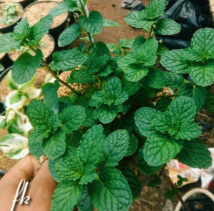 Tanaman Herbal Daun Mint