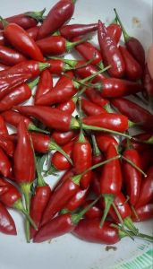Newly Discovery Chili Variety Seeds Mild HOT Chili Pepper Capsicum