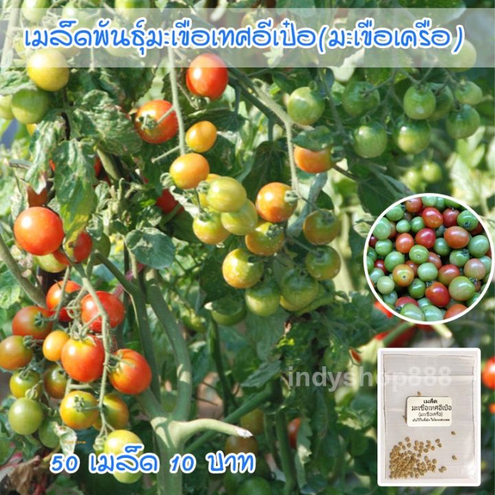 เมล็ดพันธุ์มะเขือเทศอีเป๋อ อัตรางอกสูง