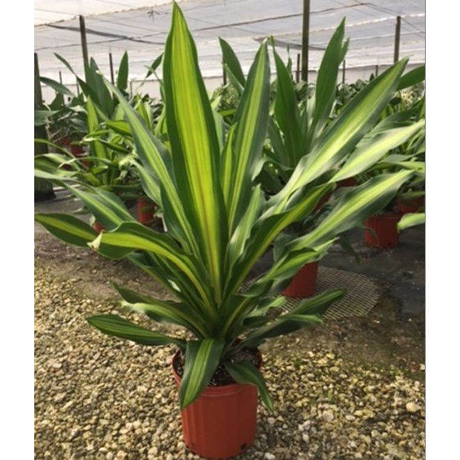 SG Store] Dracaena aubryana Variegata (0.7m) - Air Cleaning / Pollutant  Removing Plant (NASA Clean Air Study) - Lazada | Lazada Singapore