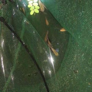 IkAN MOLLY GUPPY YLOW/SENANG JAGA/ikan hidup 5pcs